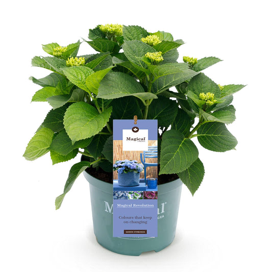 Hortensie Magical Revolution Blue – Blau – 2 Pflanzen – Hydrangea macrophylla – 23 cm – Ca. 55 cm hoch – 6–10 Blüten – Für Beet, Balkon & Terrasse – Pflegeleicht & winterhart