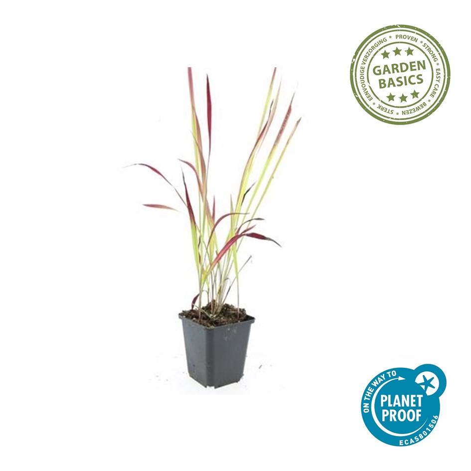 Japanisches Blutgras Imperata cylindrica 'Red Baron' – ↕10-25cm – Ø9cm – 6 Pflanzen – Winterhartes Ziergras mit roten Blattspitzen