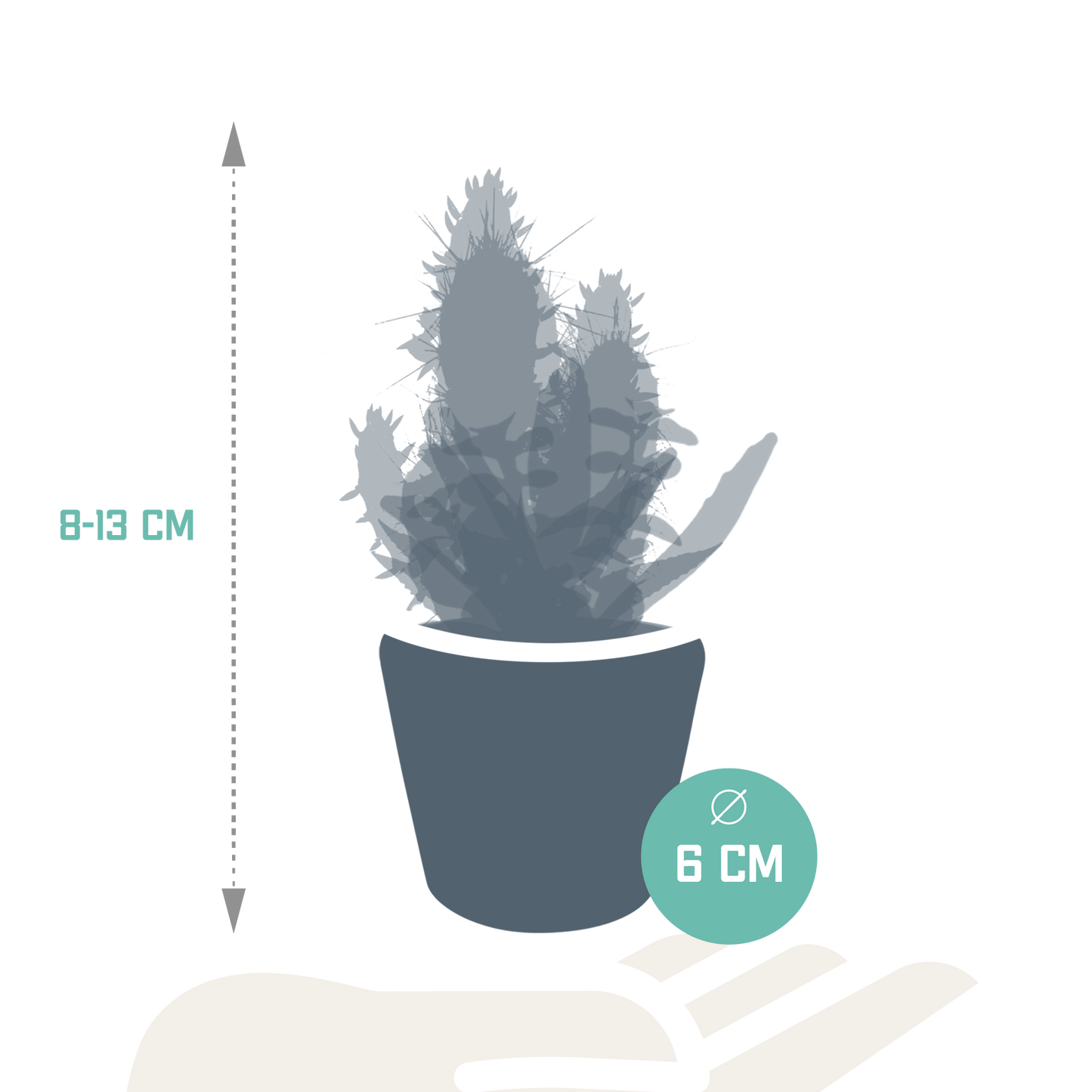 Kakteen & Sukkulenten Mischung – 15 Pflanzen 5,5 cm – Vielfältige Auswahl aus Cereus, Echeveria, Haworthia & Crassula – Hochwertige Qualität – Handbemalter mexikanischer Topf inklusive