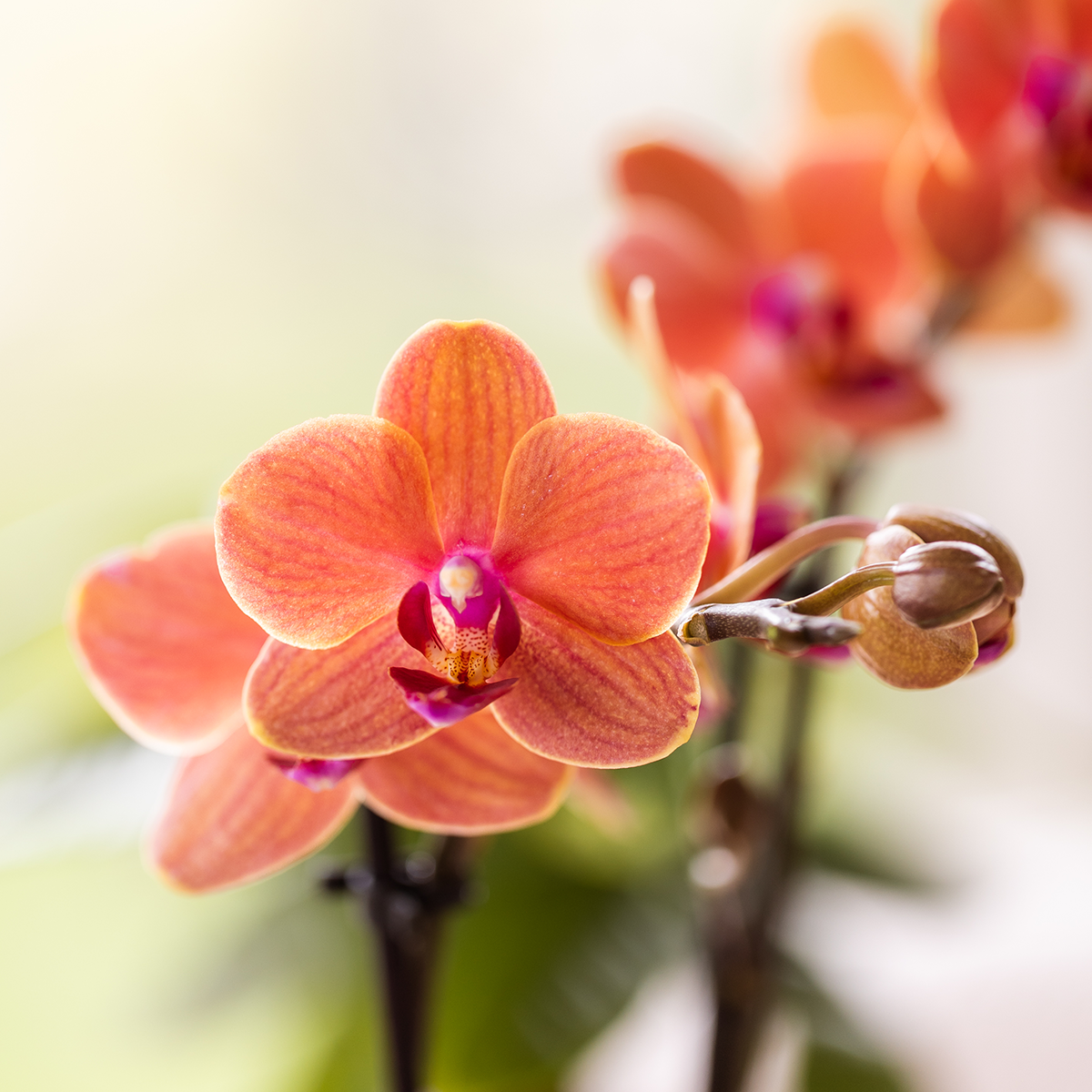 Orangenes Orchideenset – 3x Bolzano-Orchideen 9cm – Como Blumentopf mit Easy Watering System – Selbstbewässernd