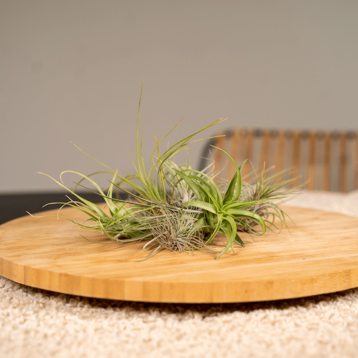 Tillandsia Air Mix – 20 Stück Luftpflanzen – Ø6cm – ca. 6cm hoch – Pflegeleichte Tillandsien-Mischung – Erdlos & dekorativ – Für kreative Wohnideen