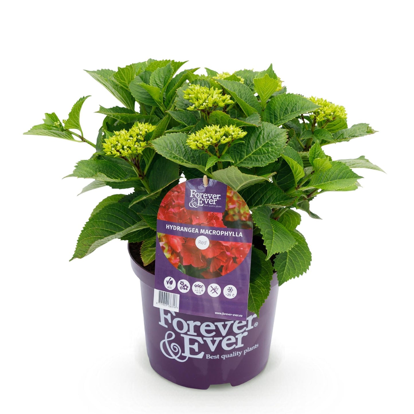 Hortensie Forever & Ever – Hydrangea macrophylla – Rot – Balkonpflanze – 7–12 Blüten – Im 23 cm Topf – Ca. 55 cm hoch – Für Terrasse, Balkon & Beet – Langanhaltende Blüte – Pflegeleicht