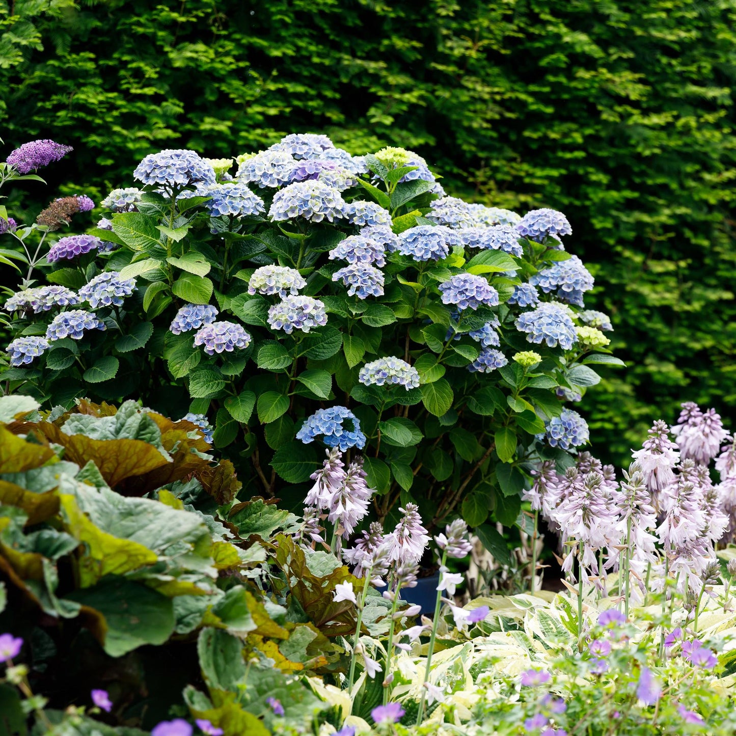 Hydrangea macrophylla Magical Revolution Blue – Blaue Gartenhortensie – 2 Pflanzen im Topf 23 cm – Höhe 55 cm – 6-10 Blüten – Balkonpflanze – Robust & pflegeleicht