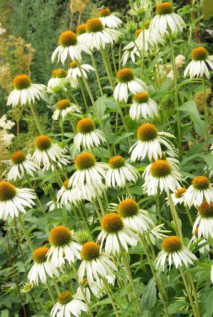 Scheinsonnenhut – Echinacea purpurea 'White Swan' – ↑10-25cm – Ø9cm – 60 Pflanzen – Weiße Blüten, pflegeleicht, bienenfreundlich, Sommerblüher