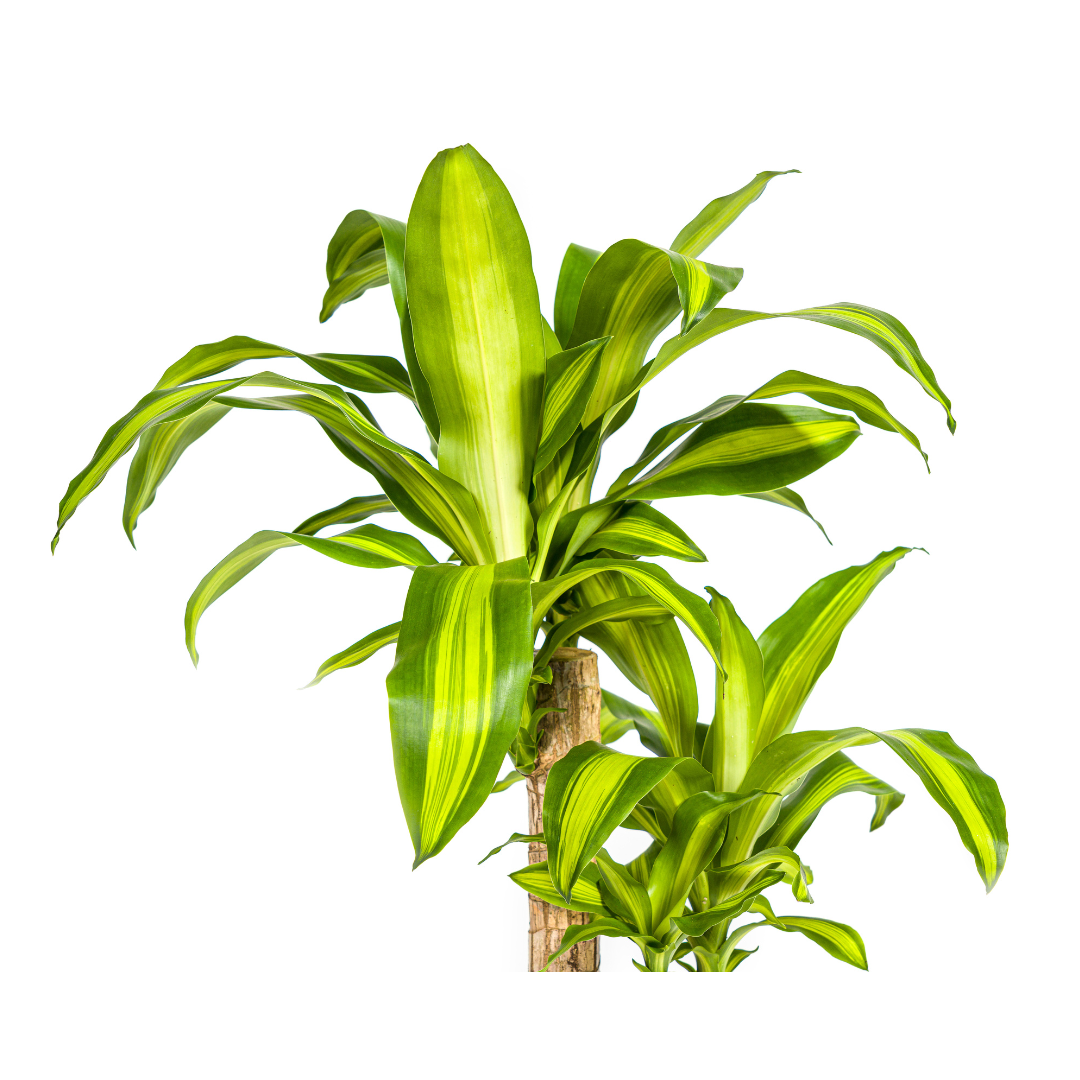 Drachenbaum Dracaena Fragrans Massangeana – Zimmerpflanze – Ø19cm – ↕70-90cm – tropisches Blattwerk – pflegeleicht & robust