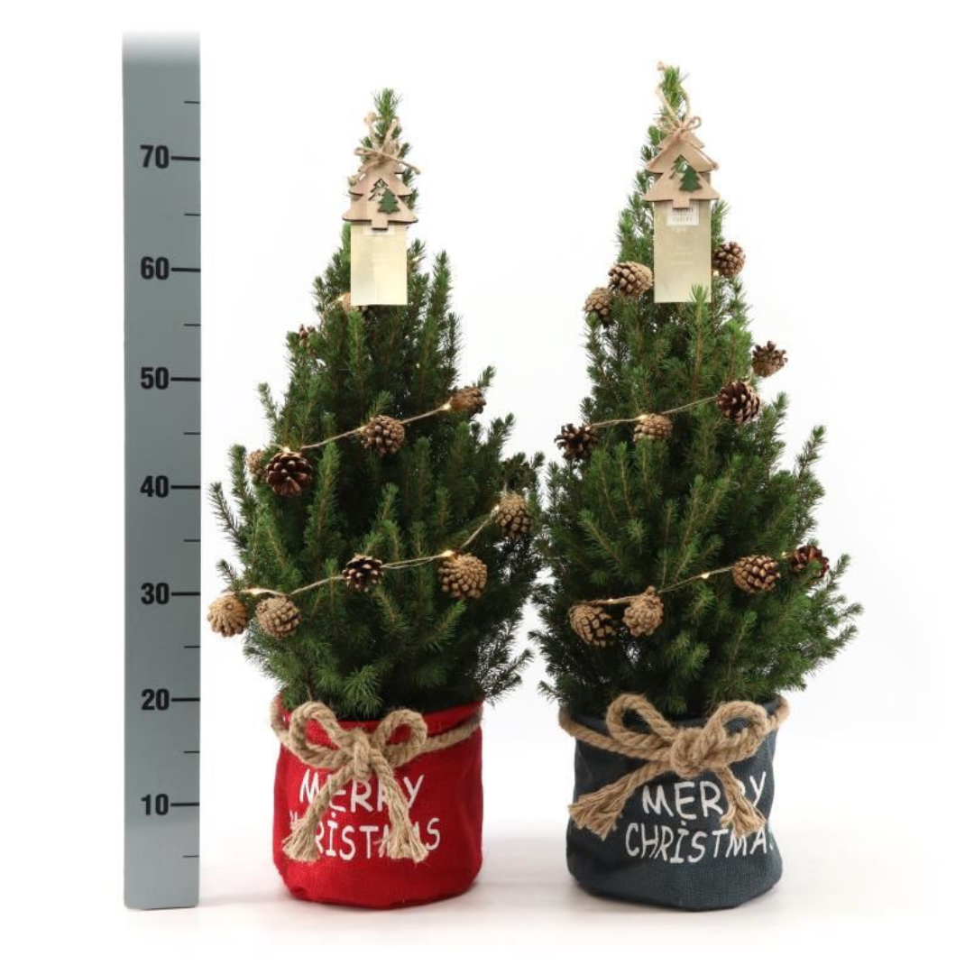 Kleine Weihnachtsbaum in Xmas Bag rot - 70 cm - Picea Glauca Conica - Pine cone lighting including batteries
