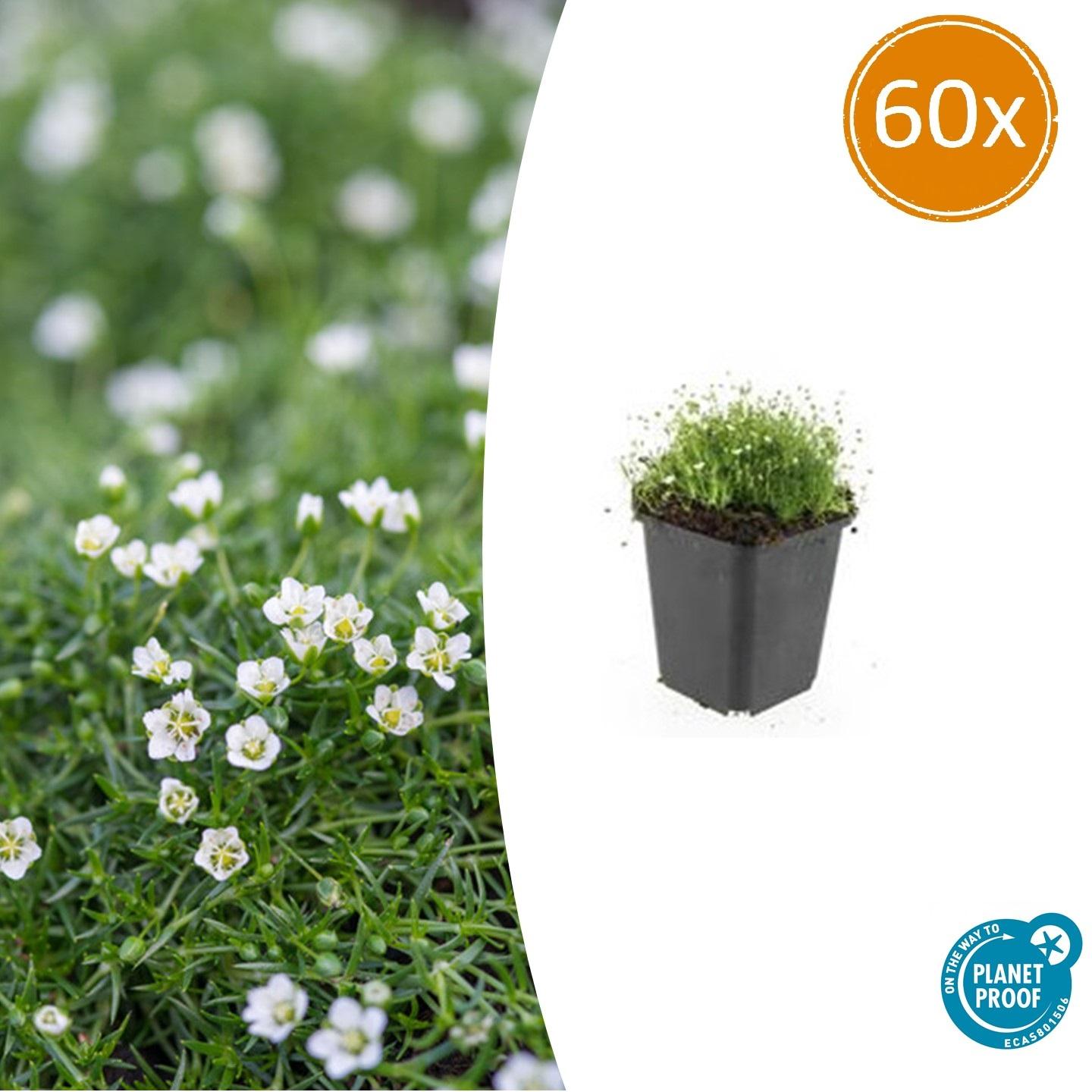Pfriemen-Mastkraut - Sagina subulata - ↕10-25cm - Ø9cm - 60 Pflanzen – Immergrün, trittfest & winterhart – Ideal als Rasenersatz & Fugenbegrünung