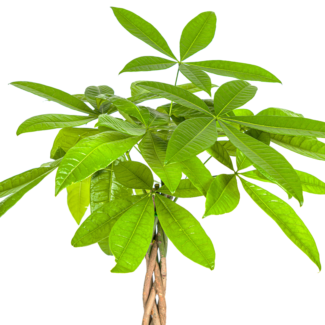 Glückskastanie Pachira Aquatica – Zimmerpflanze – Ø19cm – 70-90cm hoch – Geflochtener Stamm – Exotisch & pflegeleicht