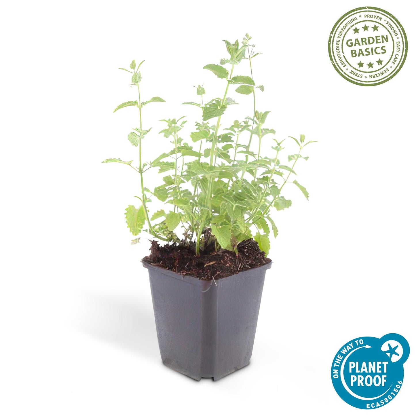 Katzenminze Nepeta 'Six Hills Giant' – ↕10-25cm – Ø9cm – 40 Pflanzen – Sonniger Standort – Bienenfreundlich & trockenheitsresistent – Beetstaude