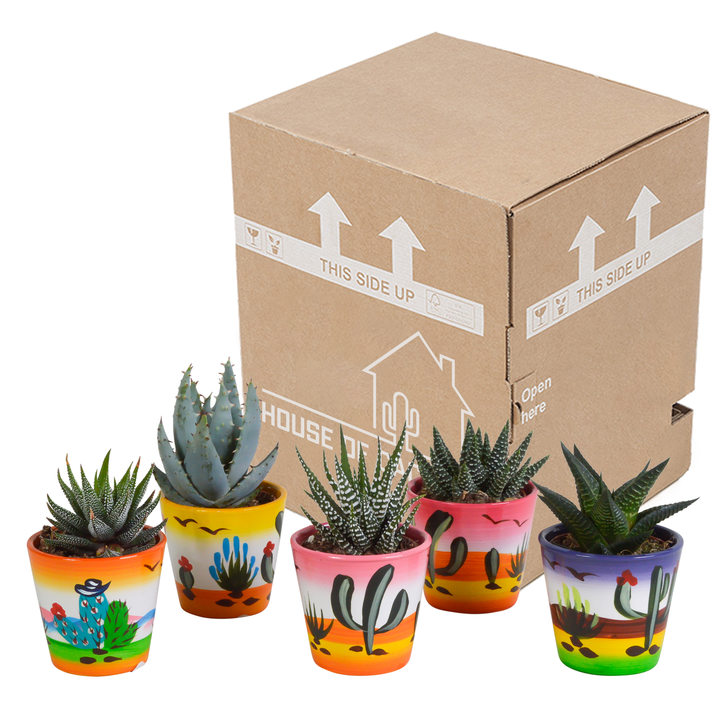Gasteria/Haworthia-Mischung - 5 Sukkulenten – Ø5,5cm – Handbemalter mexikanischer Topf – Vielfältige Formen & Farben – Hochwertige Qualität vom Erzeuger