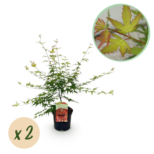 Japanischer Ahorn – Acer palmatum 'Pink Dwarf' – 2 Pflanzen – ca. 70 cm hoch – Topf Ø19 cm – rosa Laubaustrieb – kompakter Wuchs – Balkon- & Gartenpflanze