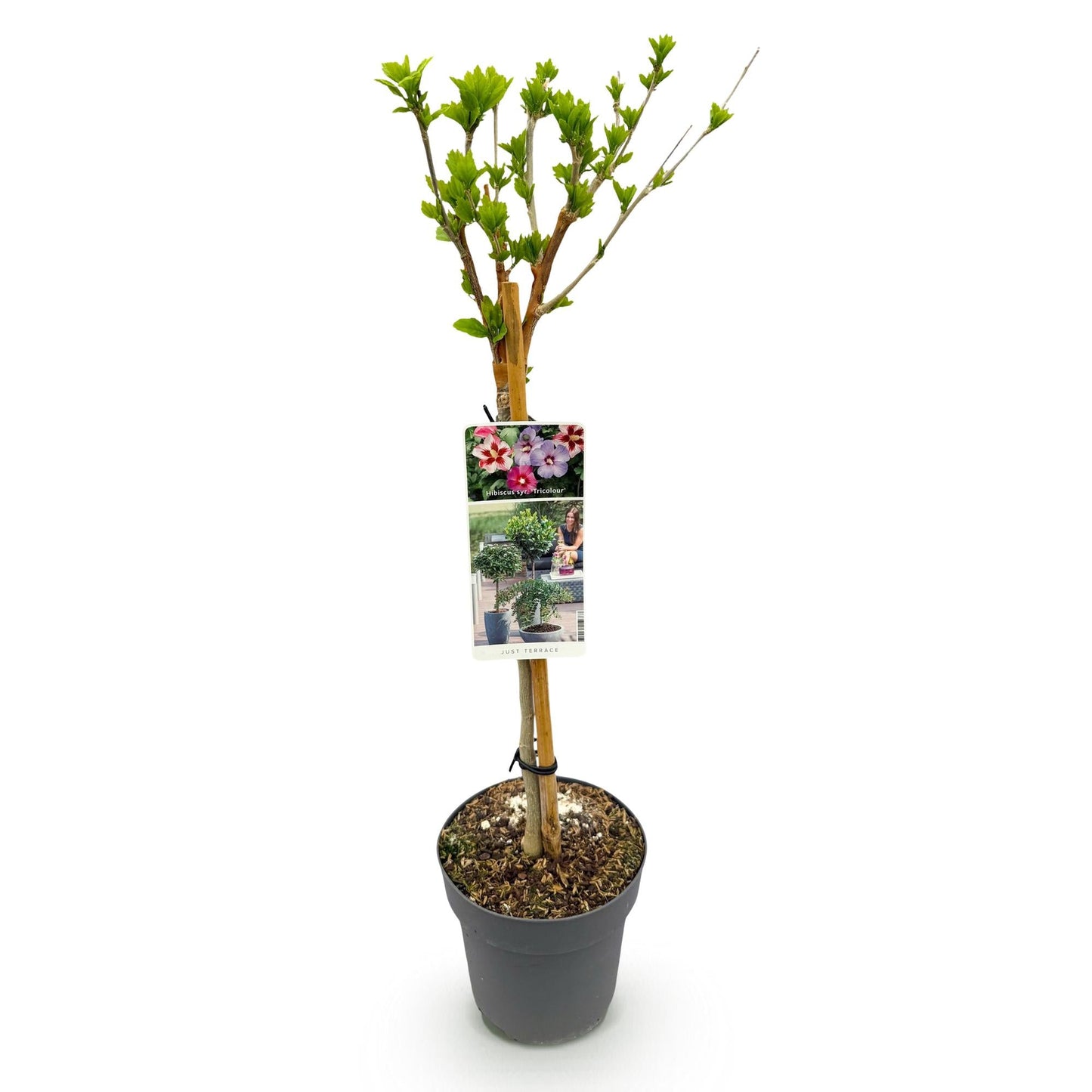 Hibiscus syriacus Tricolour – Blühende Stamm-Pflanze mit dreifarbigen Blüten – Laubabwerfend & pflegeleicht – Ø19 cm – Höhe ca. 90 cm – Für Terrasse & Balkon