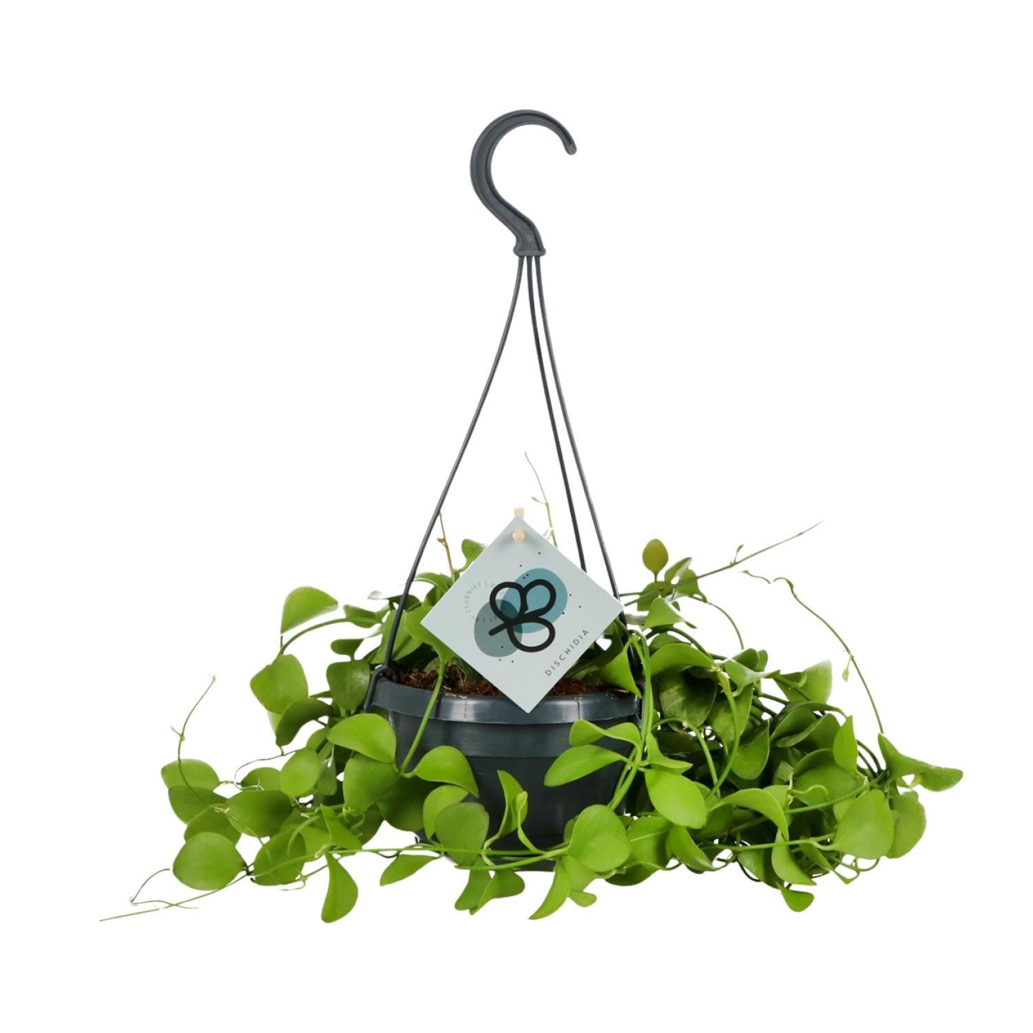 Urnenpflanze – Dischidia Imbricata – Zimmerpflanze – Ø14 cm – ↕40 cm – Pflegeleicht – Halbschatten – Herzförmige Blätter