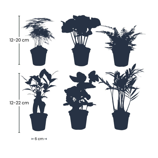 Planten set - Groen - 6 groene planten - potmaat 6