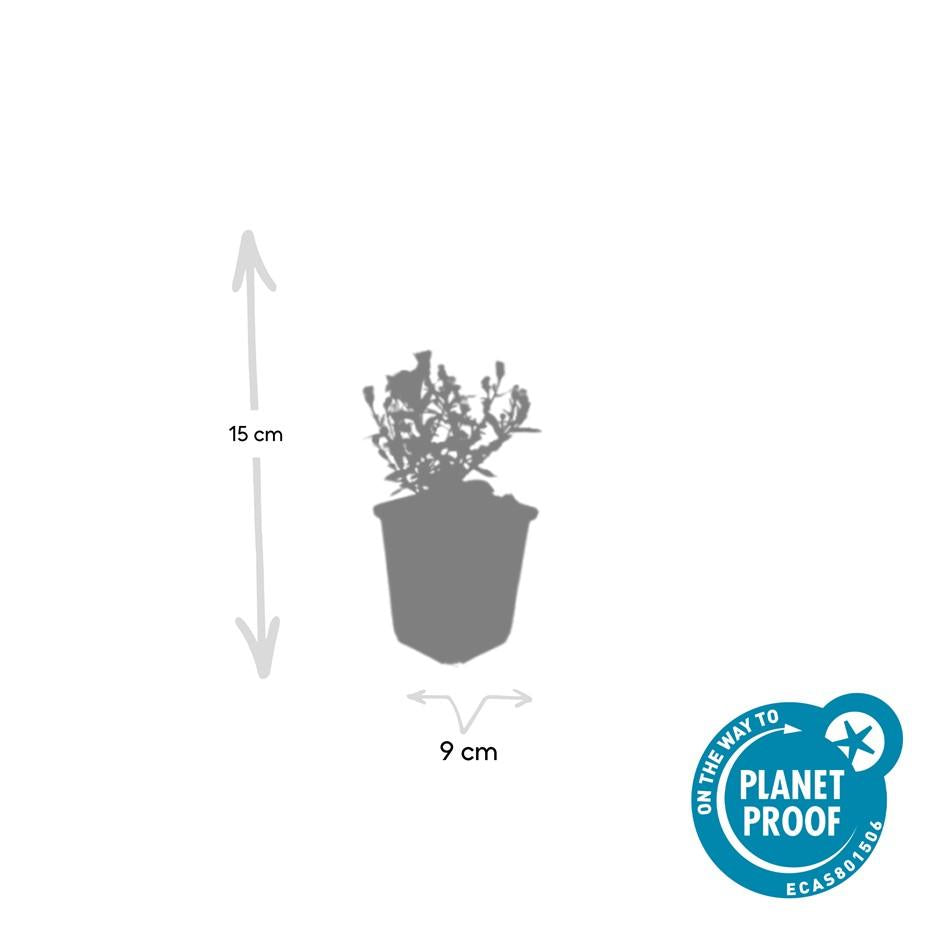 Kissen-Aster Aster (D) 'Prof. Anton Kippenberg' – ↕10-25cm – Ø9cm – 20 Pflanzen – Lila Herbstblüte – Pflegeleicht – Beete & Töpfe