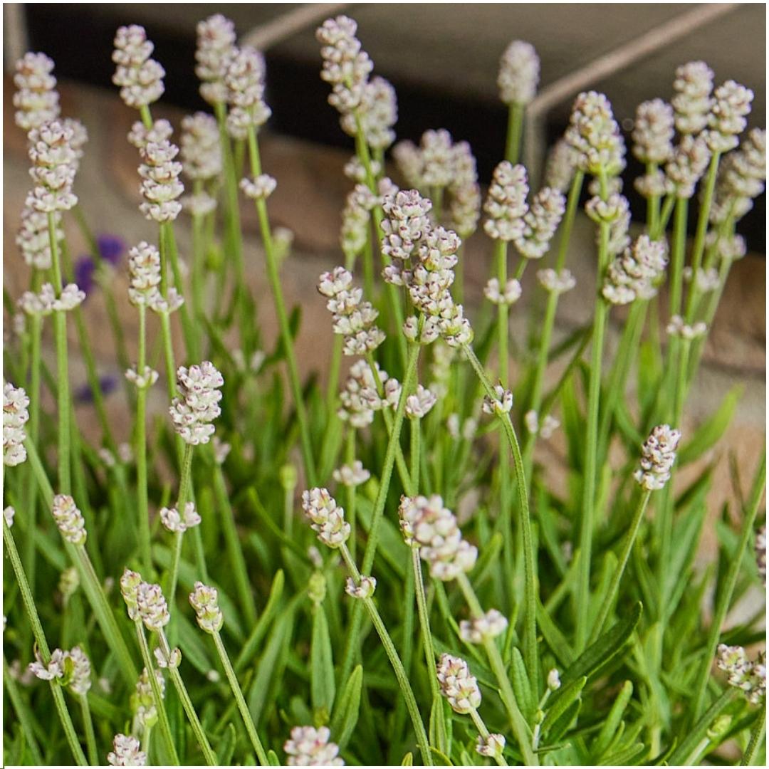 Echter Lavendel - Lavendel angustifolia White - Ø7 cm - ↕15 cm - 72 Stück