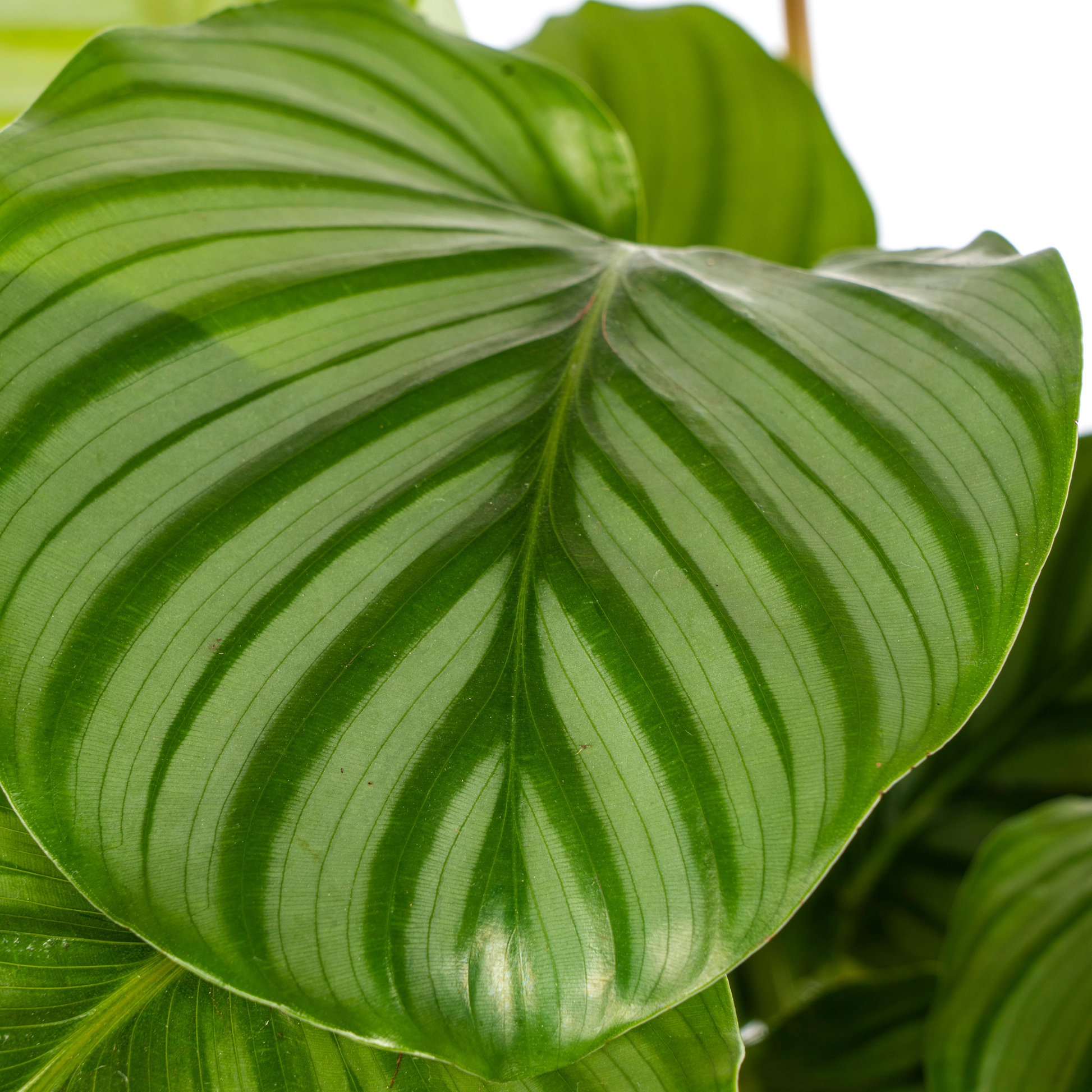 Korbmarante Calathea Orbifolia – Ø17 cm – ca. 40–50 cm hoch – Zimmerpflanze mit großen, silbrig-grünen Blättern – Für Wohnzimmer & Büro