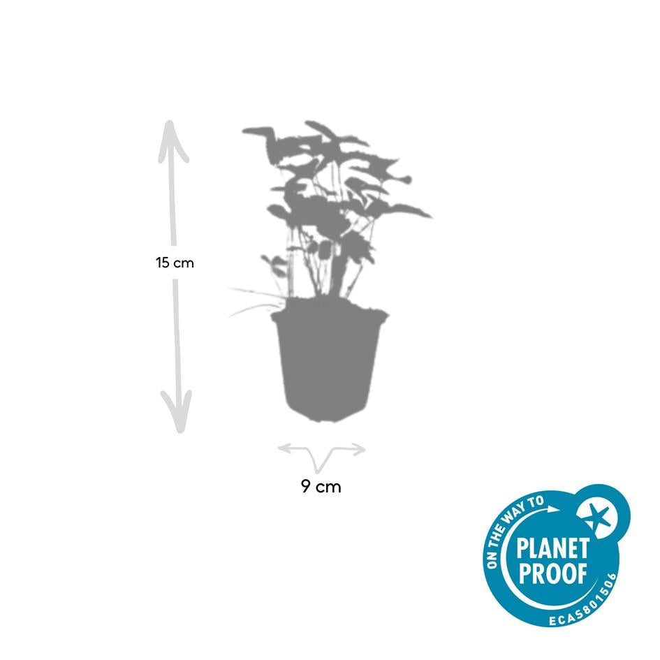 Fragaria vesca – 24 Pflanzen – ↕10-25cm – Ø9cm – Wald-Erdbeere – Aromatisch & Süß – Bodendecker & Beerenpflanze – Pflegeleicht – Sonne & Halbschatten
