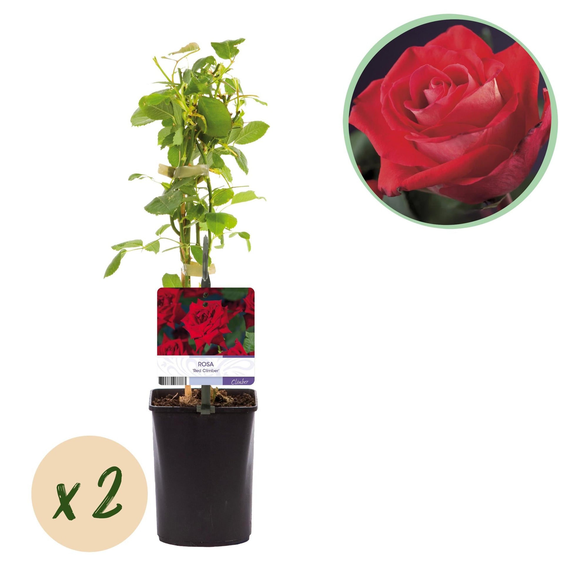 Kletterrose - Rosa Red Climber - Rot - Wenig Pflege - 2 Pflanzen - Topf 11cm Höhe 40cm