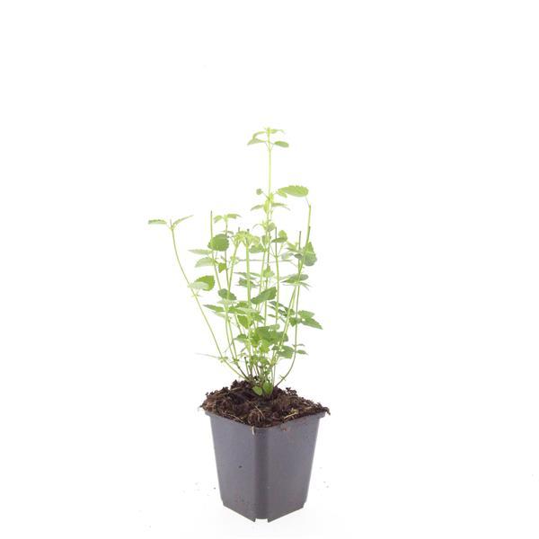 Asiatische Duftnessel – Agastache 'Black Adder' – 40 Pflanzen – Dunkelviolette Blütenähren & aromatisches Laub – Bienenfreundlich, winterhart & pflegeleicht – Höhe 10-25cm