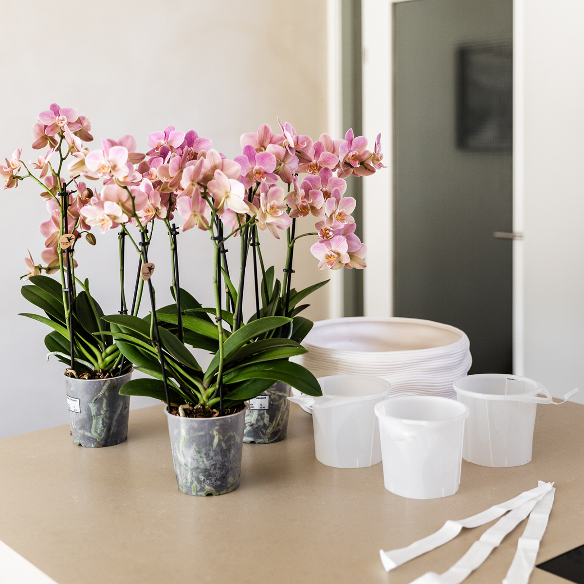 Weiße Lausanne-Orchideen 12 cm – 3er-Set im Como-Topf – Easy Watering System – Mono-Bouquet Weiß