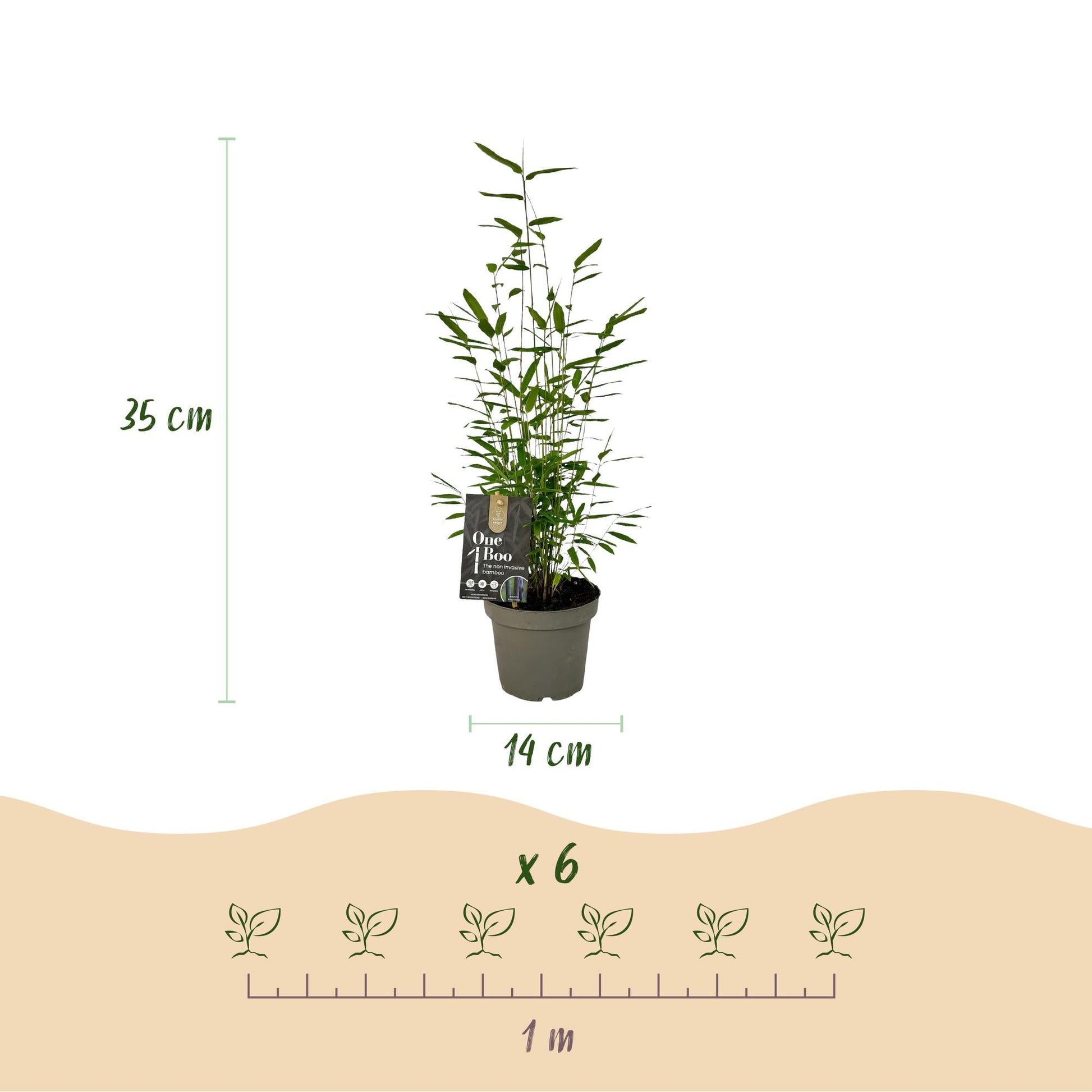 GreenboutiQ - Bambus - Fargesia Black Dragon - Grün - 4 Pflanzen - Immergrün - Wuchernicht - Topf 14cm Höhe 35cm