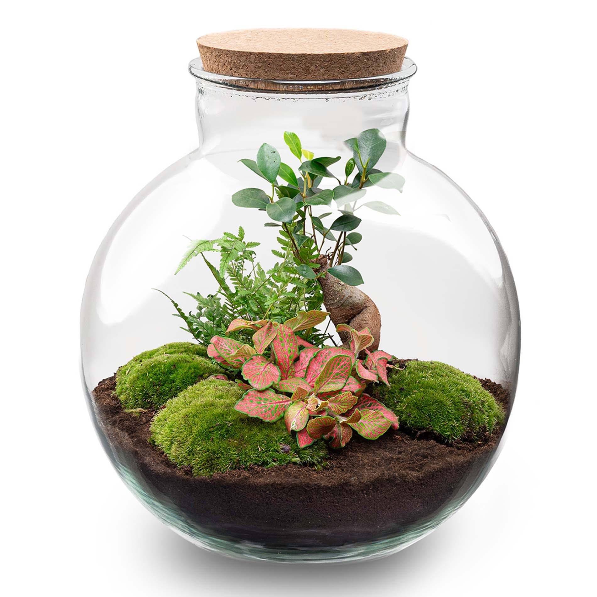 Flaschengarten - DIY Bausatz - Terrarium - Bolder Bob Bonsai - ↕30cm