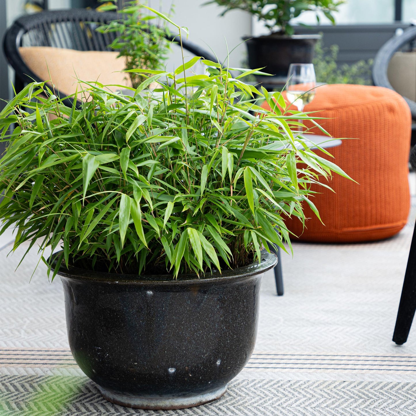 GreenboutiQ - Bambus - Fargesia rufa - Grün - 4 Pflanzen - Immergrün - Nicht Ausbreitend - Topf 14cm Höhe 35cm