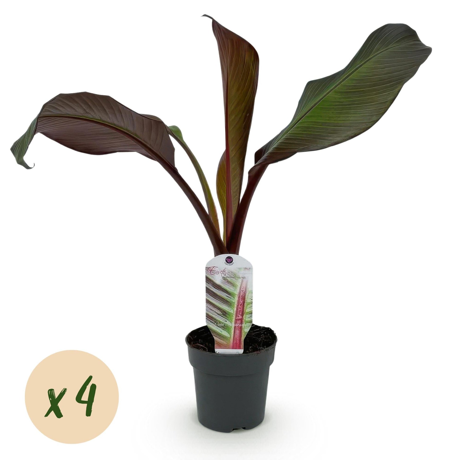 Bananenpflanze Ensete ventricosum Maurelli – 4 Pflanzen – Winterhart – Topf Ø12 cm, Höhe ca. 30 cm – Exotische Garten- und Terrassenpflanze – Farbenprächtige Blätter
