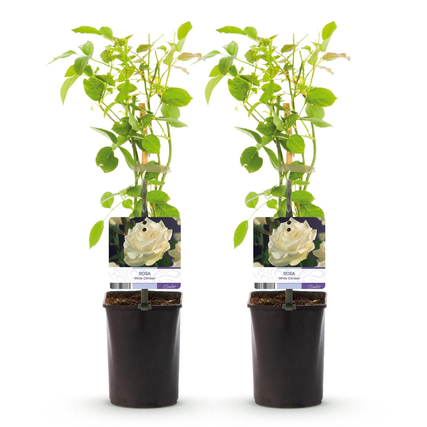Kletterrose – Rosa White Climber – Blüte Weiß – 2 Pflanzen – Wenig Pflege – 11cm – Höhe ca. 40cm