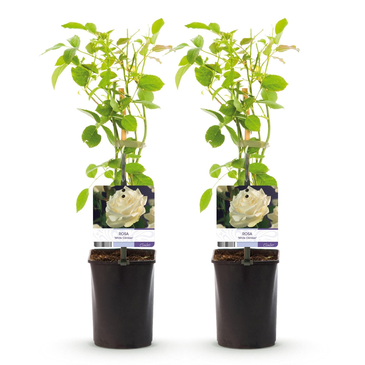 Kletterrose – Rosa White Climber – Blüte Weiß – 2 Pflanzen – Wenig Pflege – 11cm – Höhe ca. 40cm