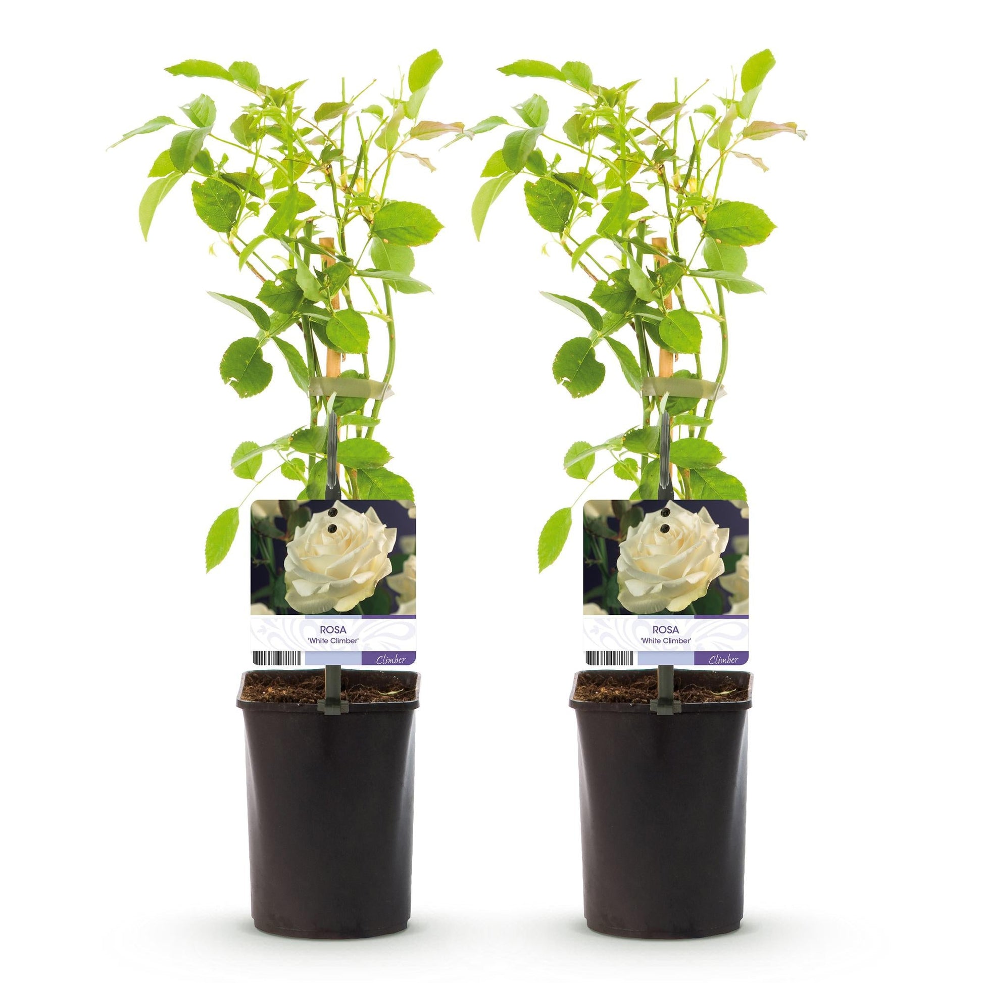 Kletterrose – Rosa White Climber – Blüte Weiß – 2 Pflanzen – Wenig Pflege – 11cm – Höhe ca. 40cm