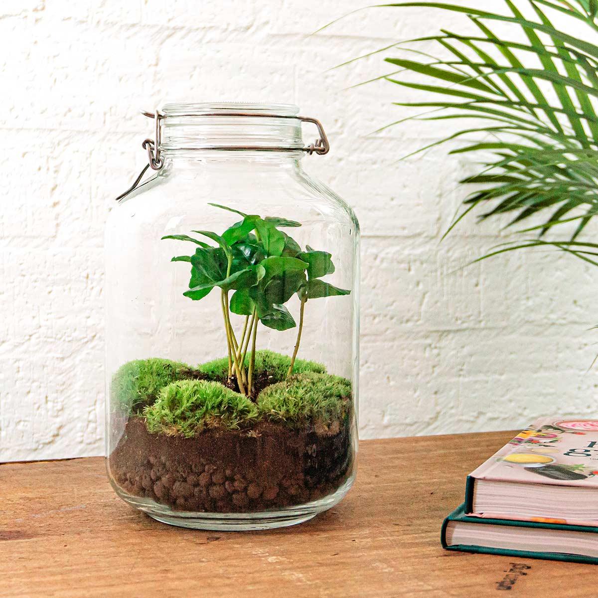 Flaschengarten - DIY Bausatz - Terrarium - Coffea Arabica - ↕28cm