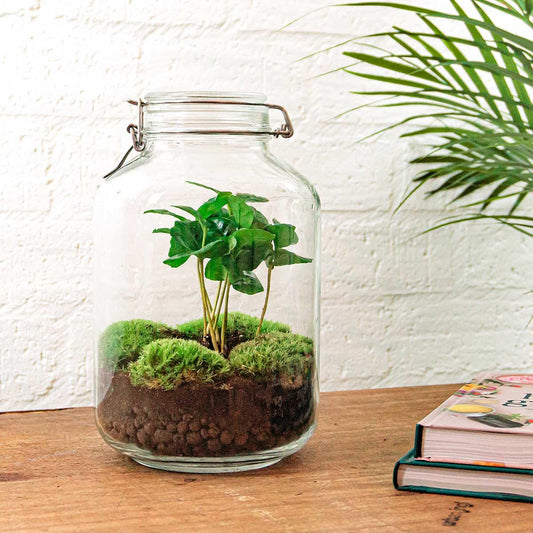 Flaschengarten Coffea Arabica – DIY Bausatz Terrarium – ↕28cm – Do-It-Yourself Pflanzen-Set – Autarkes Mini-Ökosystem mit Kaffeepflanze & Moos – Für Wohnung & Büro