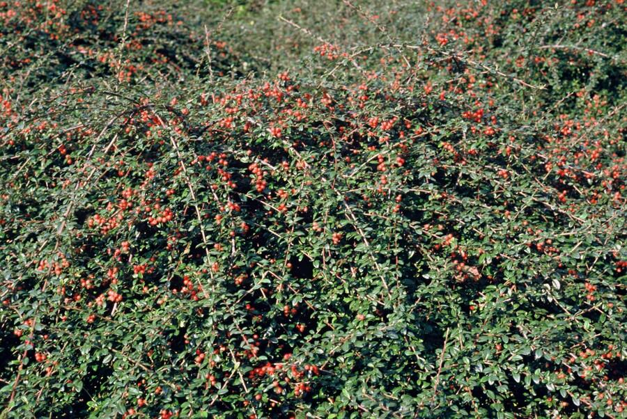 Cotoneaster suecicus 'Coral Beauty' – Winterhart & immergrün – 24 Pflanzen – ↕10–25cm – Ø9cm – Bodendecker mit weißen Blüten & orangefarbenen Beeren – Pflegeleicht