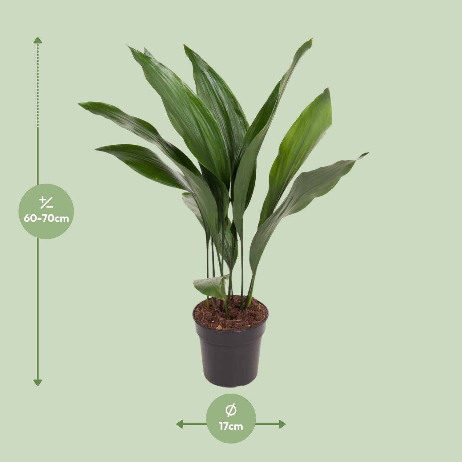 Aspidistra Elatior - Ø17cm - ↕70cm