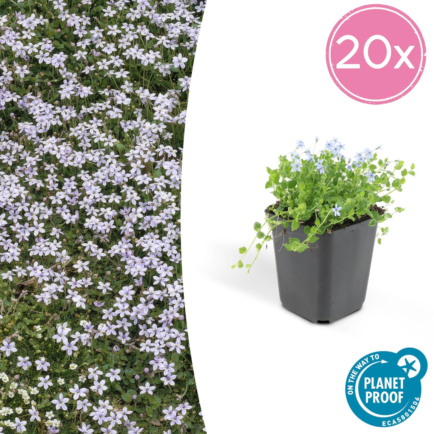 Blauer Bubikopf Isotoma fluviatilis – ↕10-25cm – Ø9cm – 20 Pflanzen – Niedriger Bodendecker, Blau blühend, Sonnig bis Halbschatten, Pflegeleicht, Steingarten- & Teichpflanze