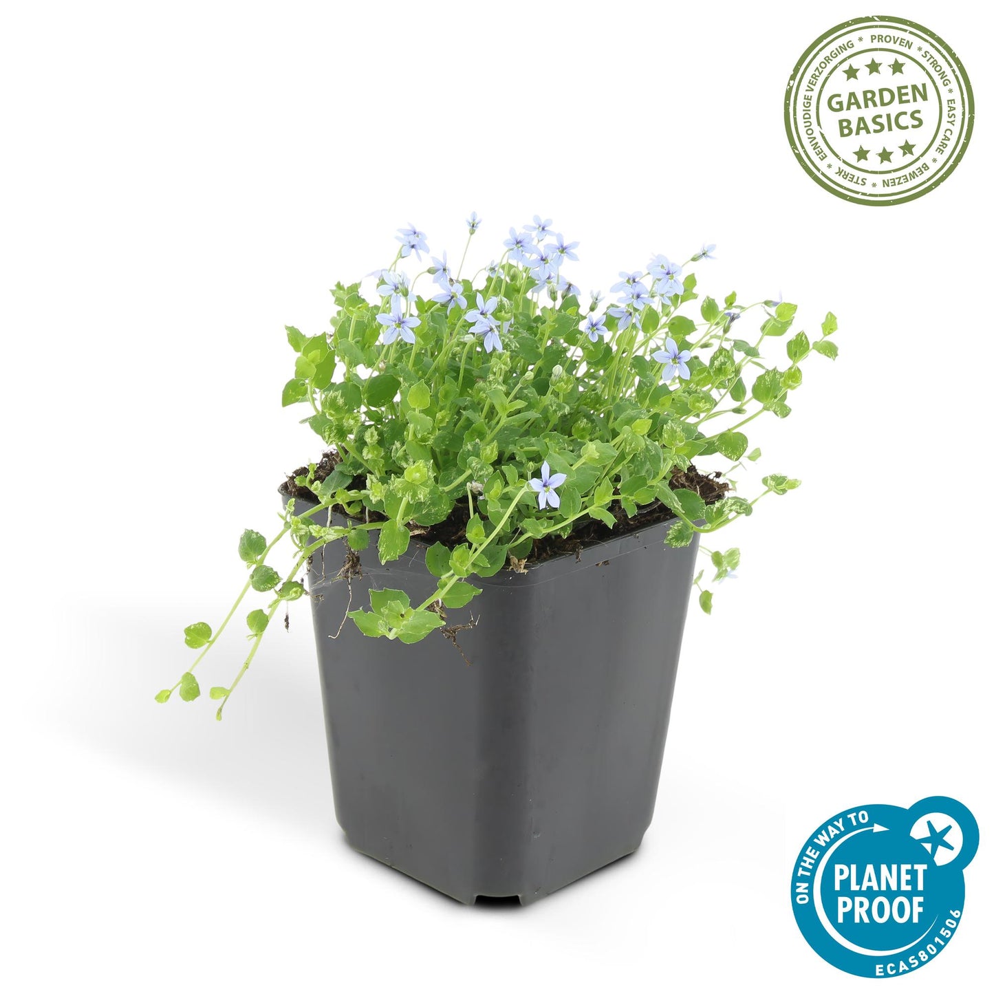 Blauer Bubikopf Isotoma fluviatilis – ↕10-25cm – Ø9cm – 20 Pflanzen – Niedriger Bodendecker, Blau blühend, Sonnig bis Halbschatten, Pflegeleicht, Steingarten- & Teichpflanze