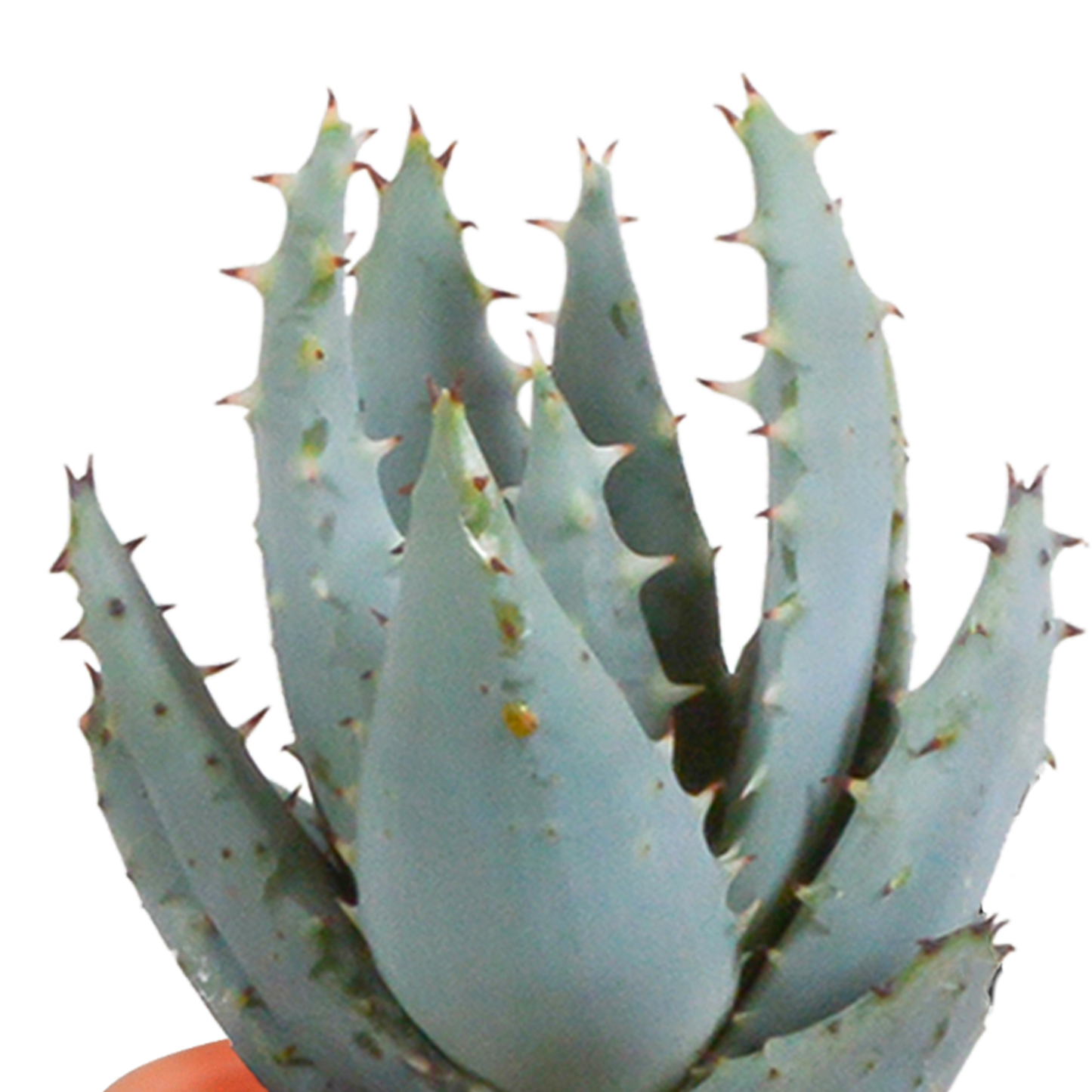 Kakteen & Sukkulenten Mischung – 15 Pflanzen 5,5 cm – Vielfältige Auswahl aus Cereus, Echeveria, Haworthia & Crassula – Hochwertige Qualität – Handbemalter mexikanischer Topf inklusive