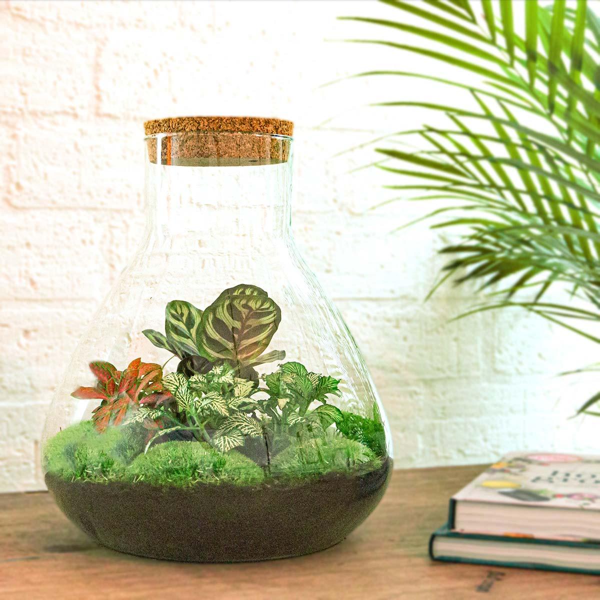 Flaschengarten Sam XL Rot – DIY Bausatz Terrarium – ↕35cm – Do-It-Yourself Pflanzen-Set – Autarkes Mini-Ökosystem – Inkl. Pflanzen, Erde & Zubehör – Perfekt für Wohnung & Büro