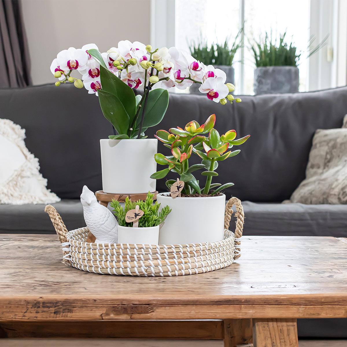 Kolibri Home | Simplicity pot - Wit - 6cm