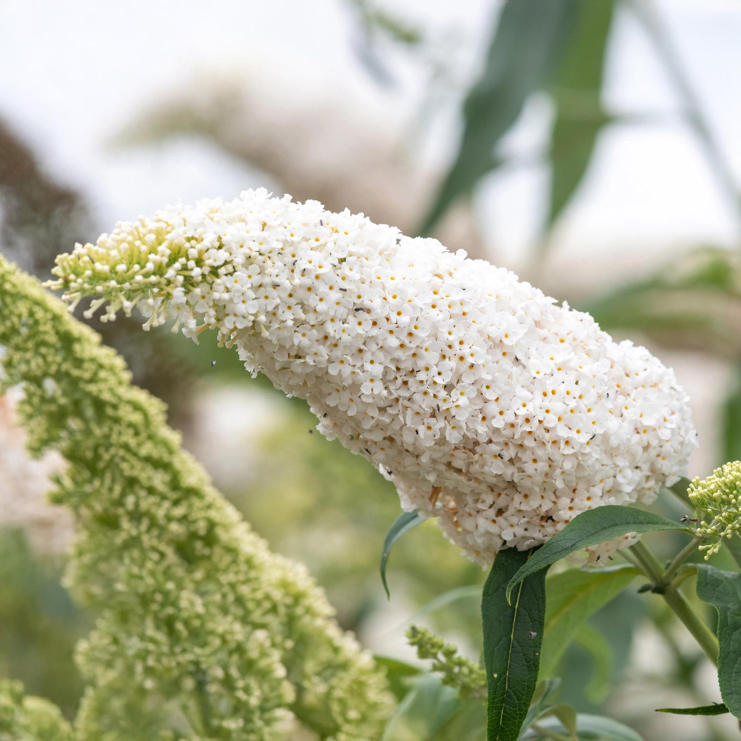 Schmetterlingsstrauch Buddleja davidii White Profusion – Weiße Blüten – Bienfreundlich & Schmetterlingsanziehend – Laubabwerfend – Höhe 17–25cm