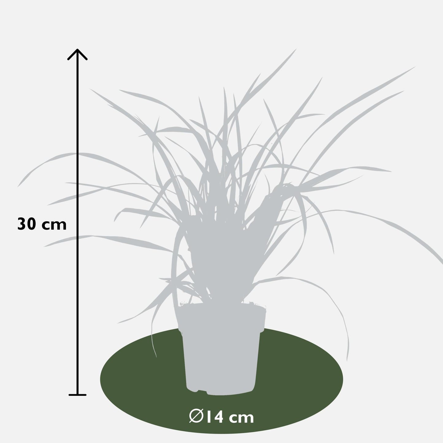 Carex morrowii Irish Green - Ø19cm - ↕40cm - Ø14 - ↨30cm
