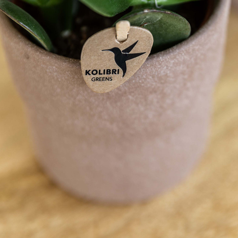 Set aus Bolzano-Orchidee & Sukkulente – In dekorativen Keramiktöpfen Ø9cm & Ø6cm – Blühende Zimmerpflanzen – Geschenkidee – Pflegeleicht – Frisch vom Züchter