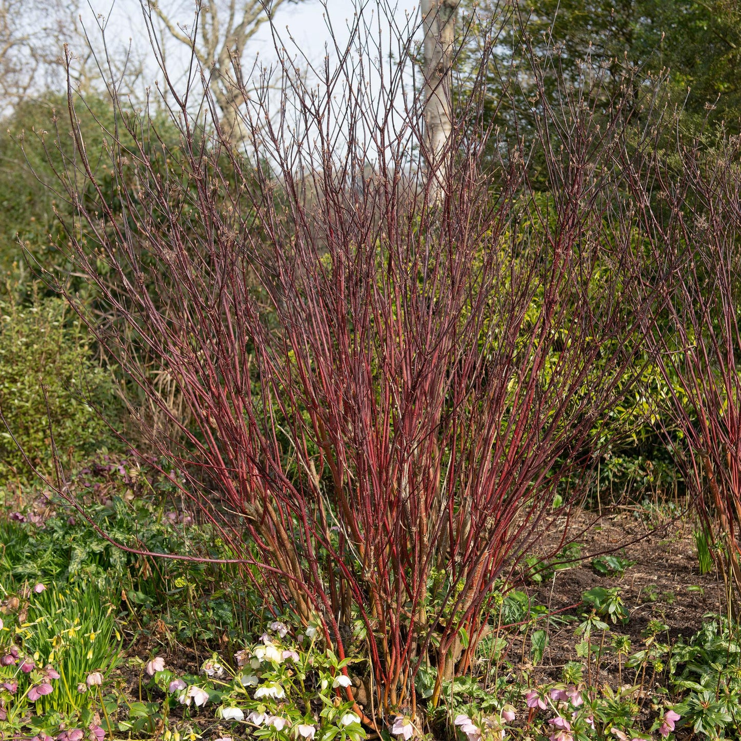 Cornus alba 'Kesselringii' – Schwarzholz-Hartriegel – Zierstrauch 17cm – ca. 45cm hoch – Pflegeleicht & winterhart – Für Hecke & Beet