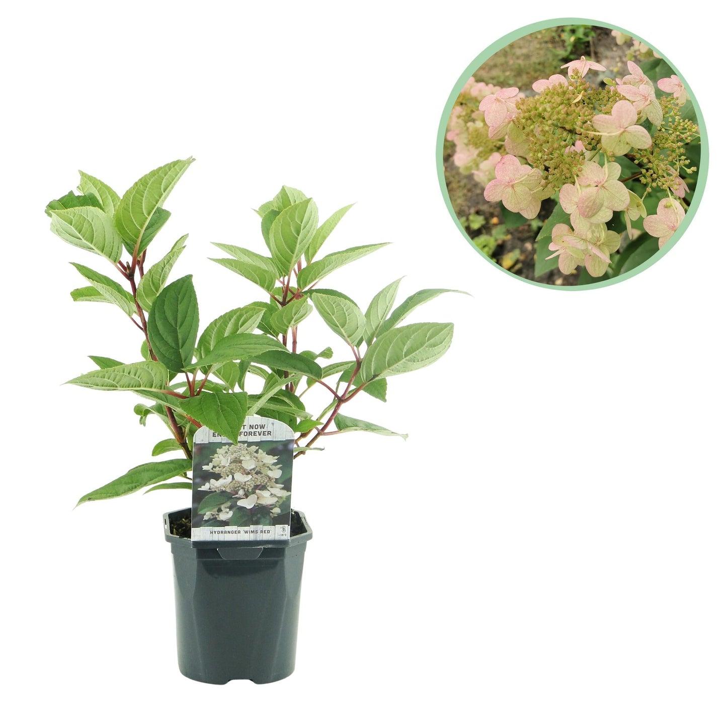 Rispenhortensie – Hydrangea panniculata Wims Red – Blüte Weiß-Rot – Laubabwerfend – Große Blüten – 17cm – Höhe ca. 50cm