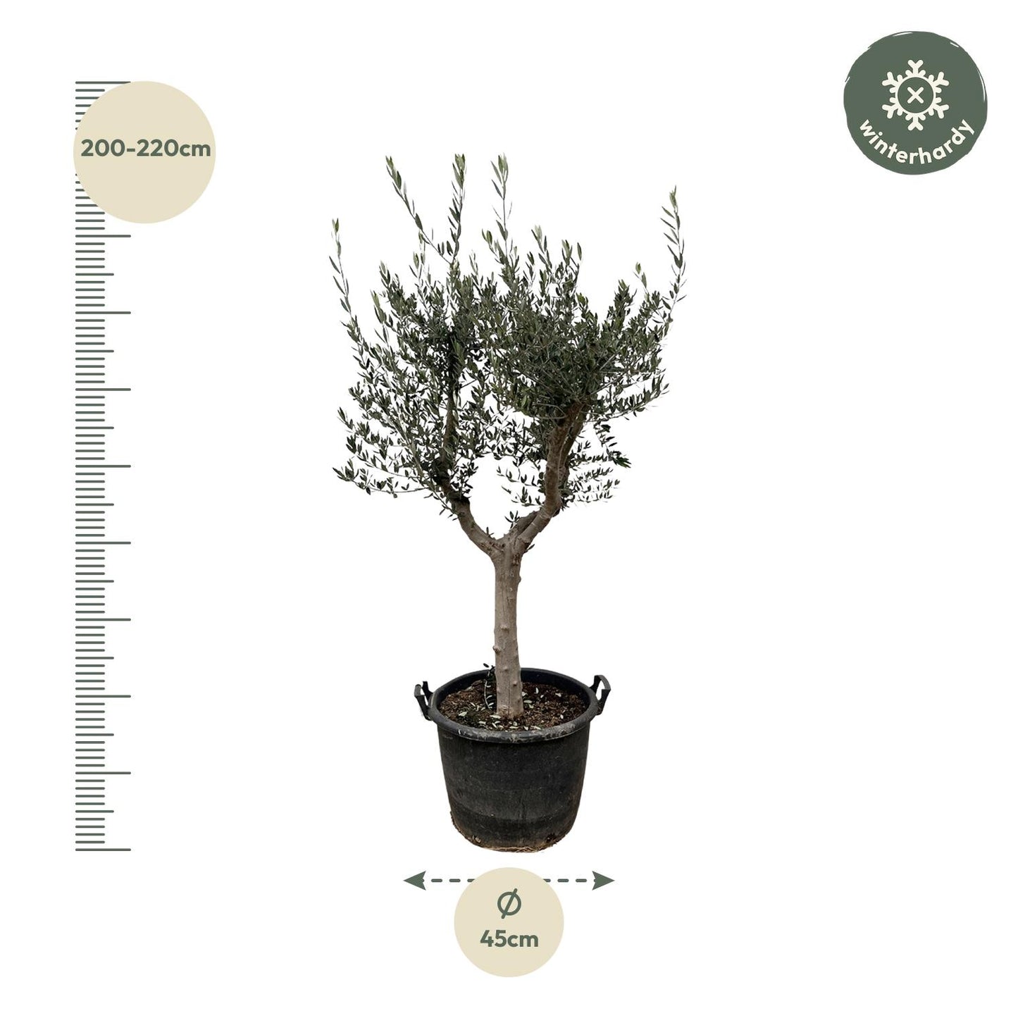 Olivenbaum - Olea Europaea Cultivo - 220cm - Ø40cm