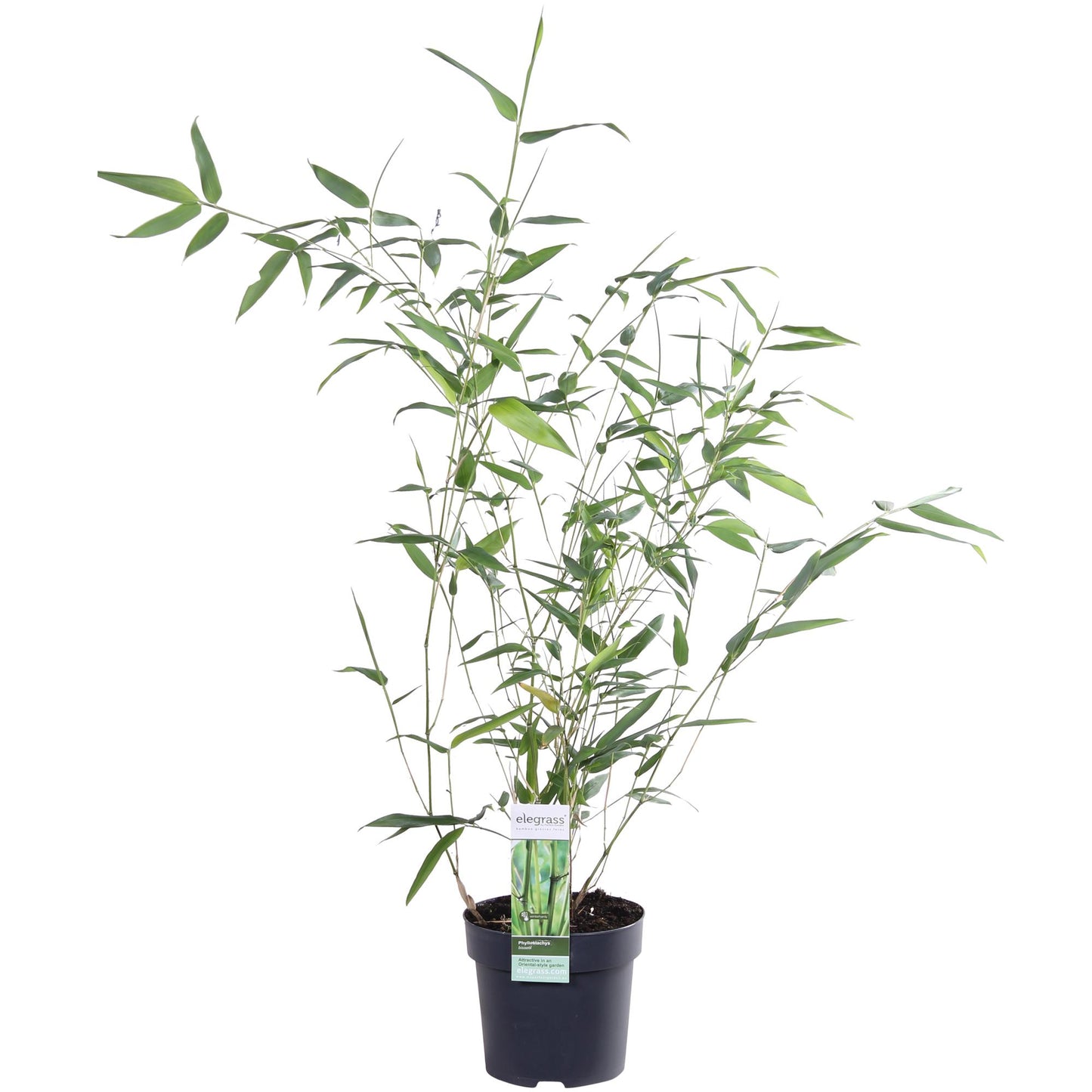 Bisset-Bambus - Phyllostachys 'Bissetii' - Ø14cm - ↕40cm