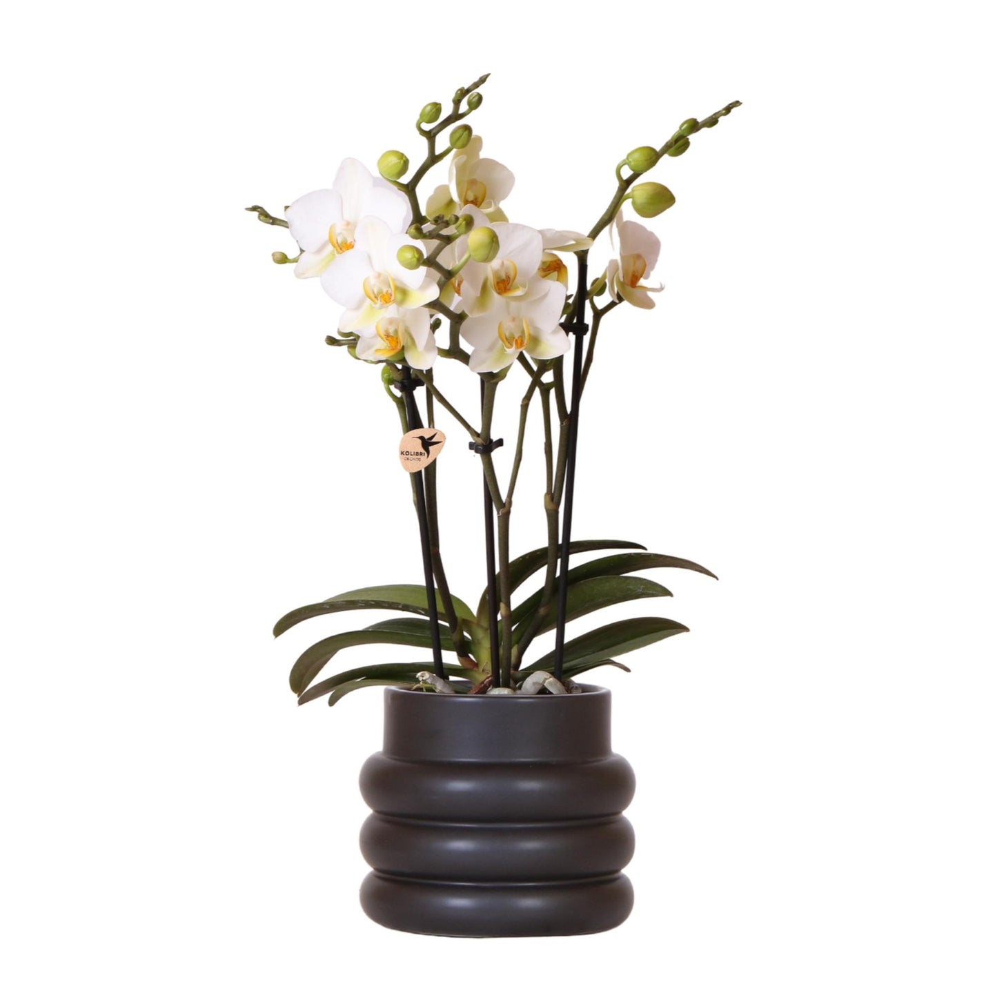 Weiße Phalaenopsis-Orchidee - Lausanne + Blumentopf Schwarz- Topfgröße Ø9cm - Zimmerpflanze