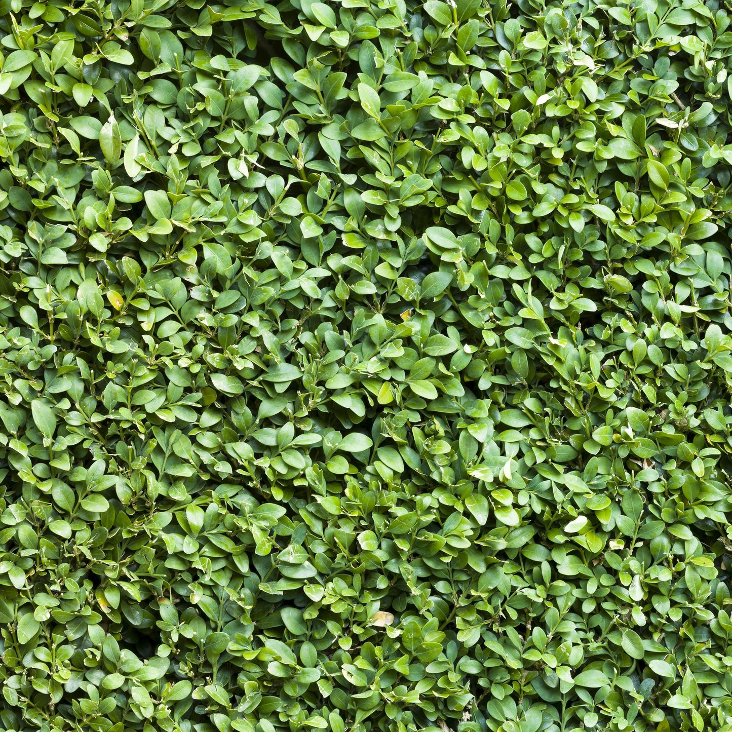 Gewöhnlicher Buchsbaum Buxus sempervirens – Immergrüne Heckenpflanzen – 8 Pflanzen – 1 m – 9 cm Höhe 20–25 cm – Grün – Pflegeleicht